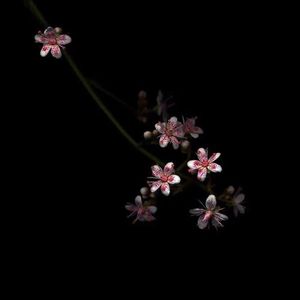 自动化图片小蛙导航
